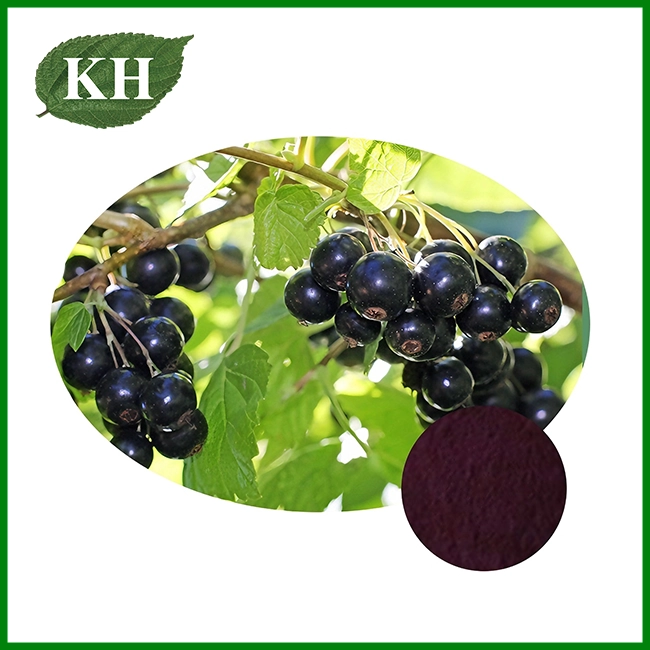 Black Currant Extract